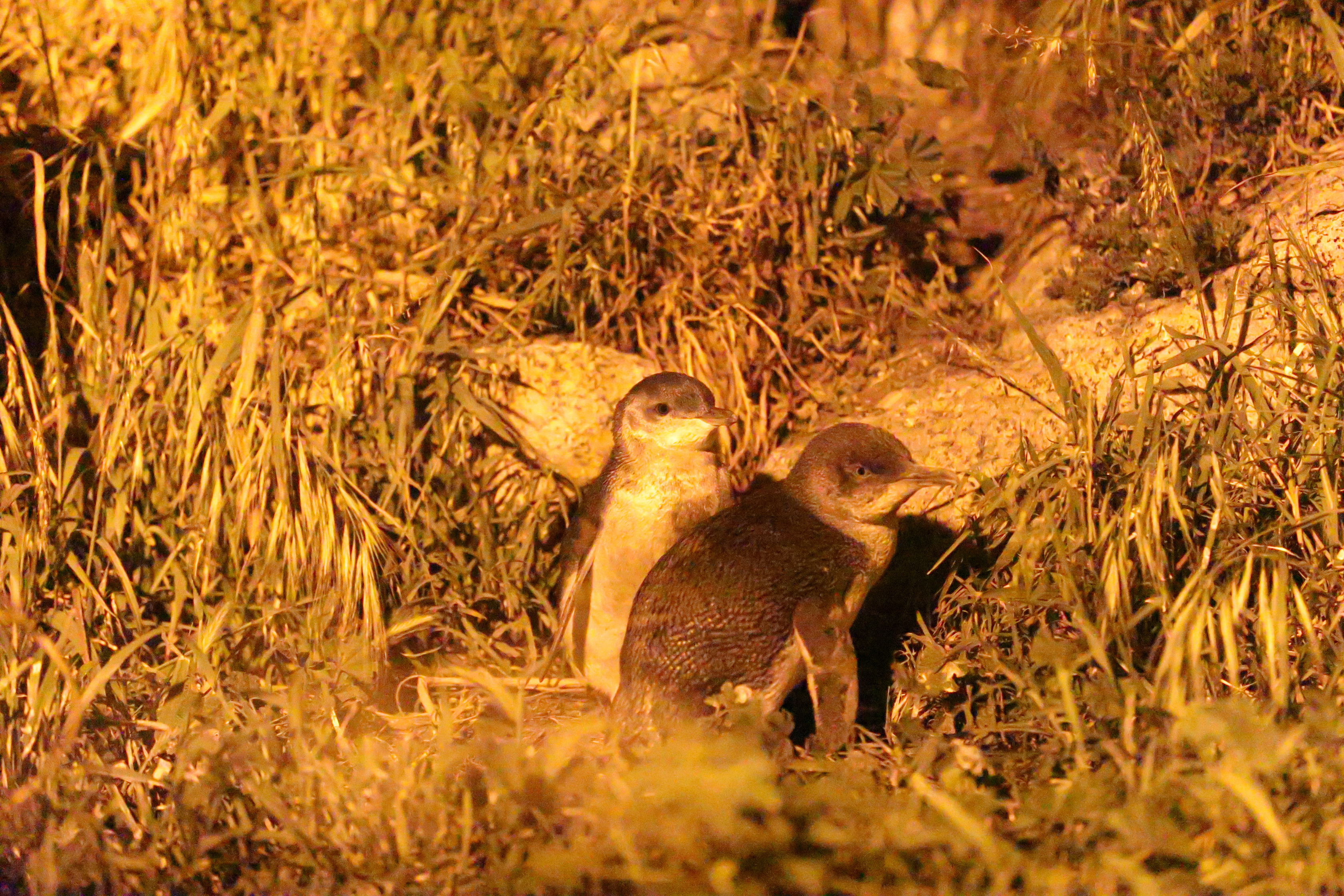 2019 09 28 20 04 23 Canon EOS 5D Mark IV 0062